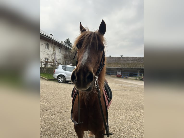 Duitse rijpony Mix Merrie 13 Jaar 144 cm Vos in Bogen