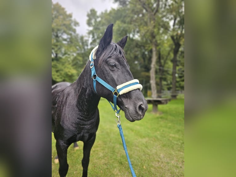 Duitse rijpony Mix Merrie 13 Jaar 144 cm Zwart in Bottrop