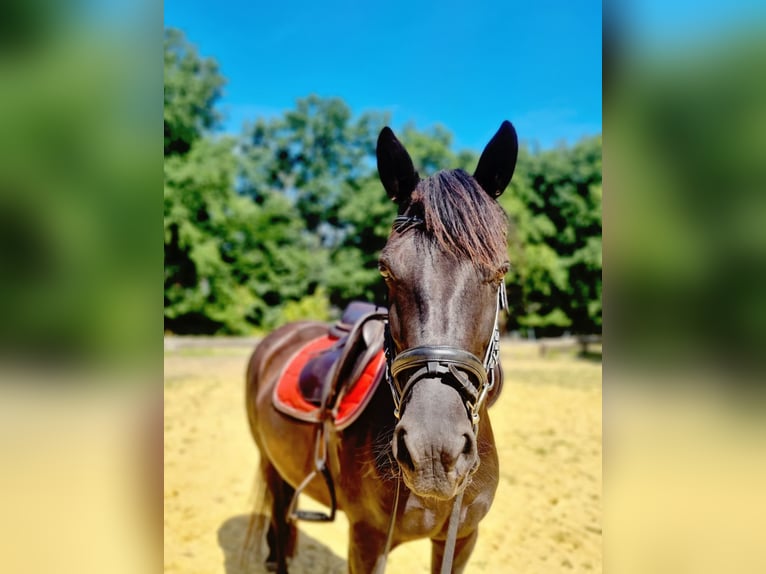 Duitse rijpony Mix Merrie 13 Jaar 144 cm Zwart in Bottrop