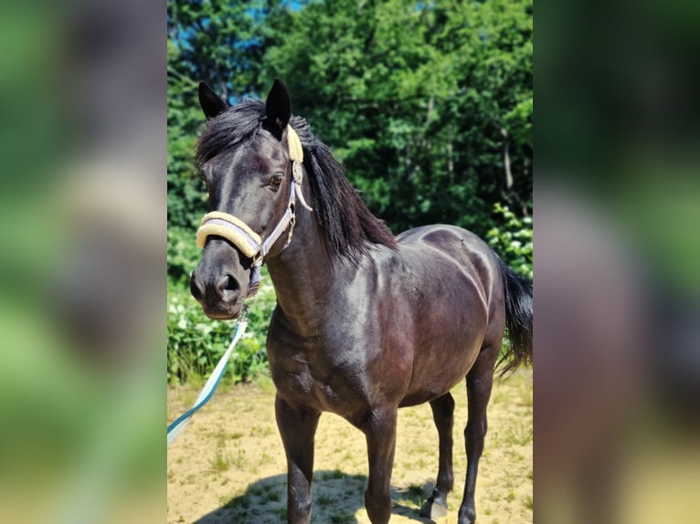 Duitse rijpony Mix Merrie 13 Jaar 144 cm Zwart in Bottrop