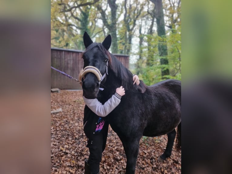 Duitse rijpony Mix Merrie 13 Jaar 144 cm Zwart in Bottrop