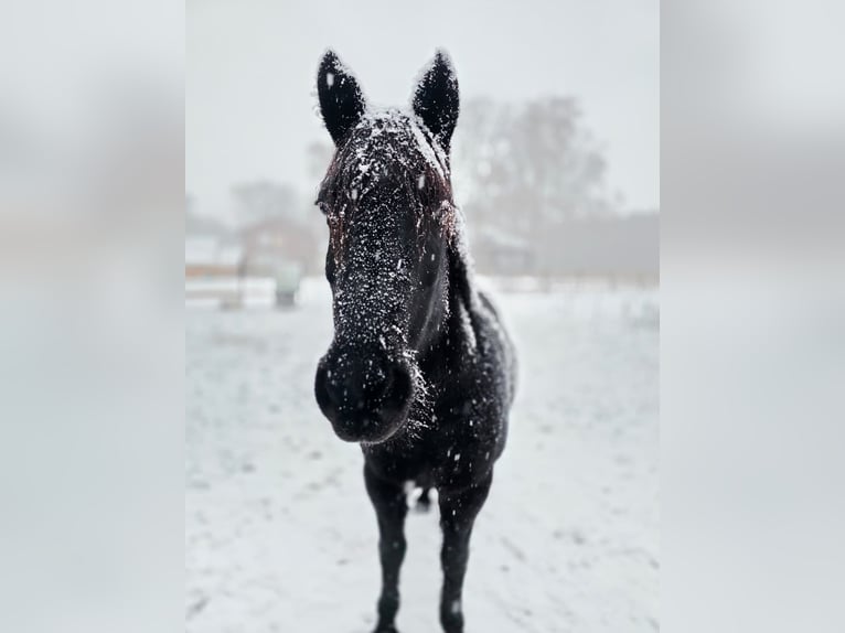 Duitse rijpony Mix Merrie 13 Jaar 144 cm Zwart in Bottrop