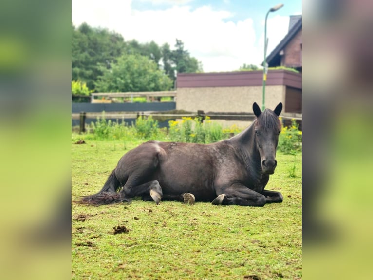 Duitse rijpony Mix Merrie 13 Jaar 144 cm Zwart in Bottrop