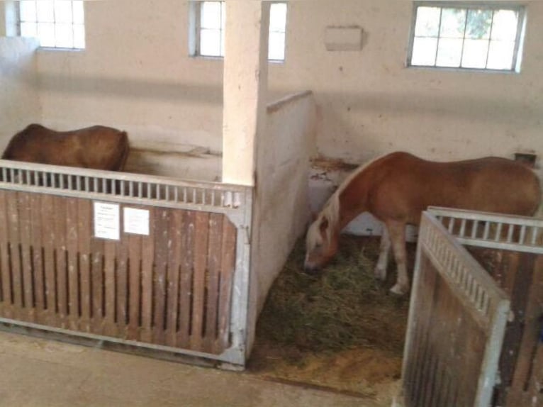 Duitse rijpony Merrie 13 Jaar 145 cm Bruin in KrackowKrackow