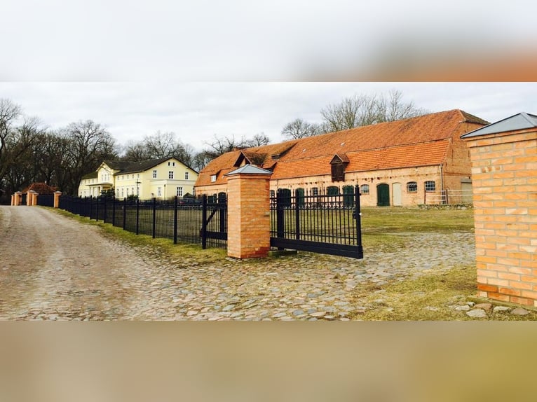 Duitse rijpony Merrie 13 Jaar 145 cm Bruin in KrackowKrackow