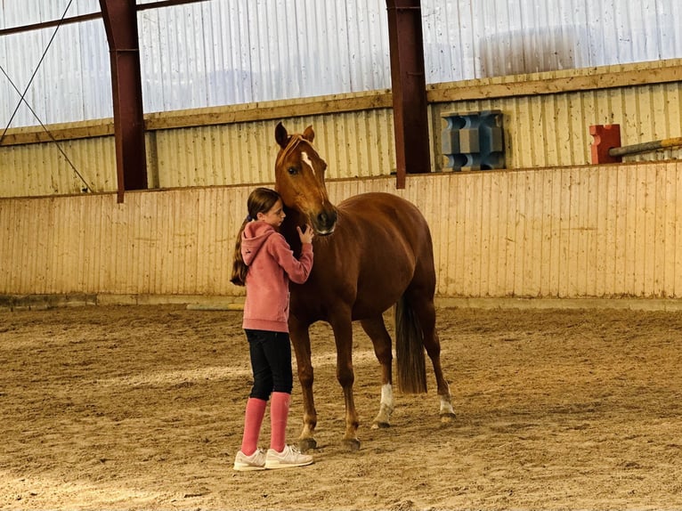 Duitse rijpony Merrie 13 Jaar 145 cm Donkere-vos in Tangstedt