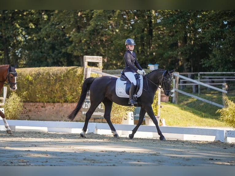 Duitse rijpony Merrie 13 Jaar 145 cm Zwartbruin in Wuppertal