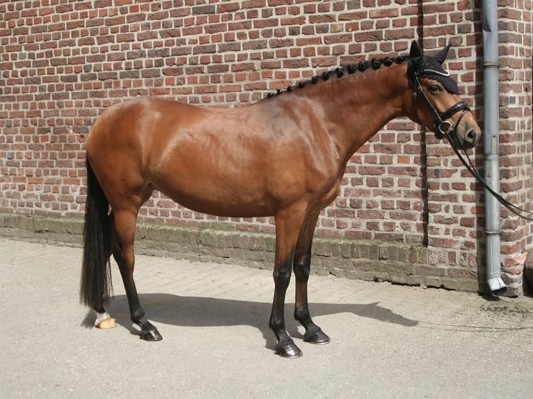 Duitse rijpony Merrie 13 Jaar 146 cm Donkerbruin in Olfen