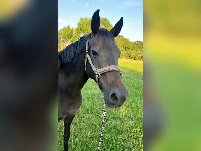 Duitse rijpony Merrie 13 Jaar 146 cm Donkerbruin in Olfen