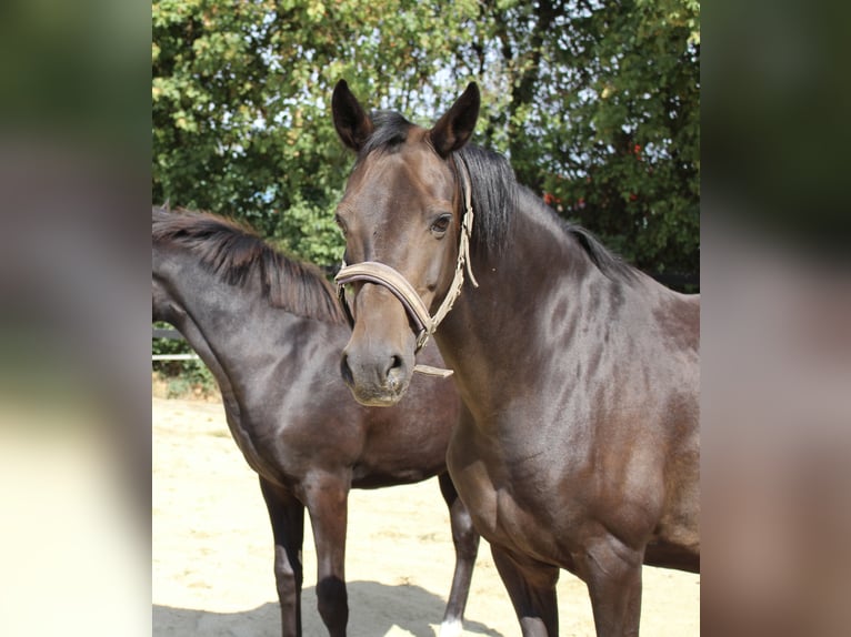 Duitse rijpony Merrie 13 Jaar 146 cm Donkerbruin in Olfen