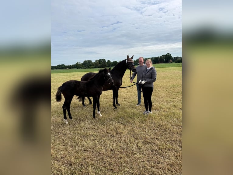 Duitse rijpony Merrie 13 Jaar 146 cm Donkerbruin in Olfen