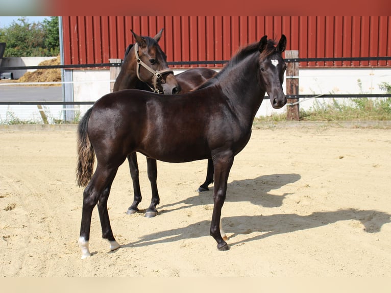 Duitse rijpony Merrie 13 Jaar 146 cm Donkerbruin in Olfen