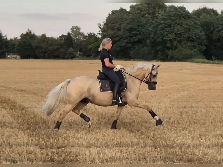 Duitse rijpony Merrie 13 Jaar 146 cm Donkerbruin in Olfen