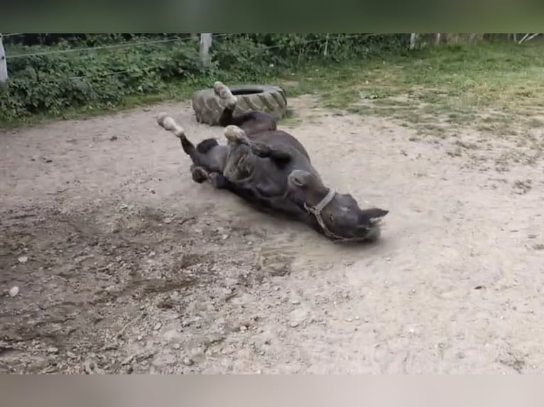 Duitse rijpony Merrie 13 Jaar 146 cm Donkere-vos in Dänischenhagen