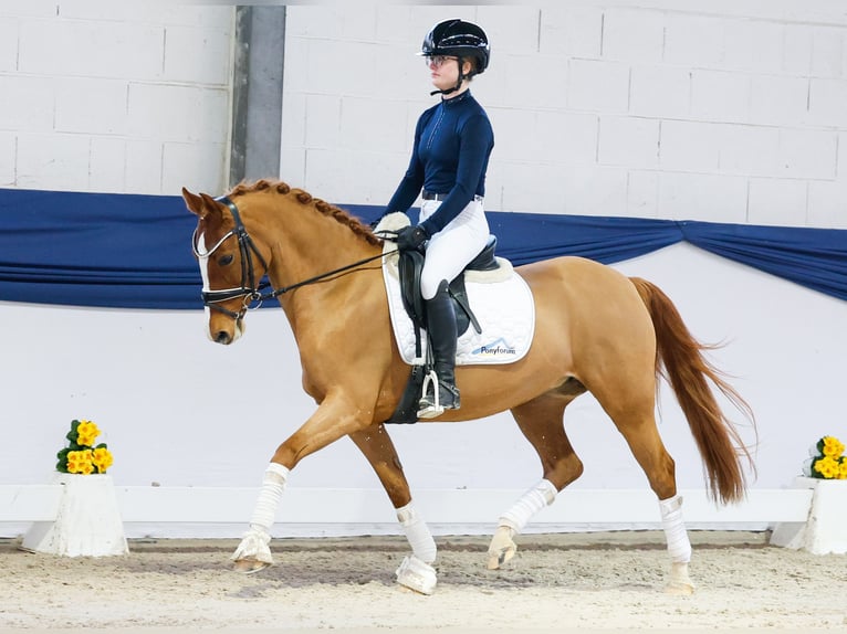 Duitse rijpony Merrie 13 Jaar 146 cm Vos in Marsberg