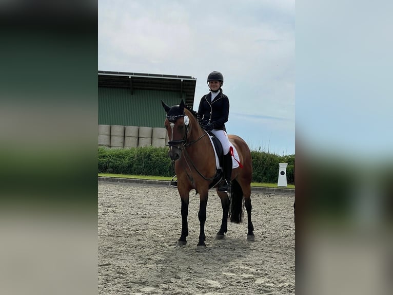 Duitse rijpony Mix Merrie 13 Jaar 147 cm Bruin in Dingen