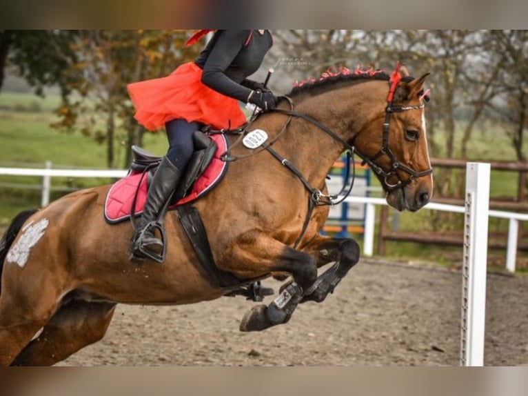 Duitse rijpony Mix Merrie 13 Jaar 147 cm Bruin in Dingen