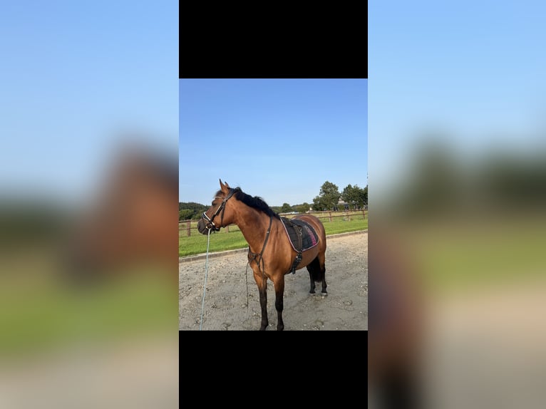 Duitse rijpony Mix Merrie 13 Jaar 147 cm Bruin in Dingen