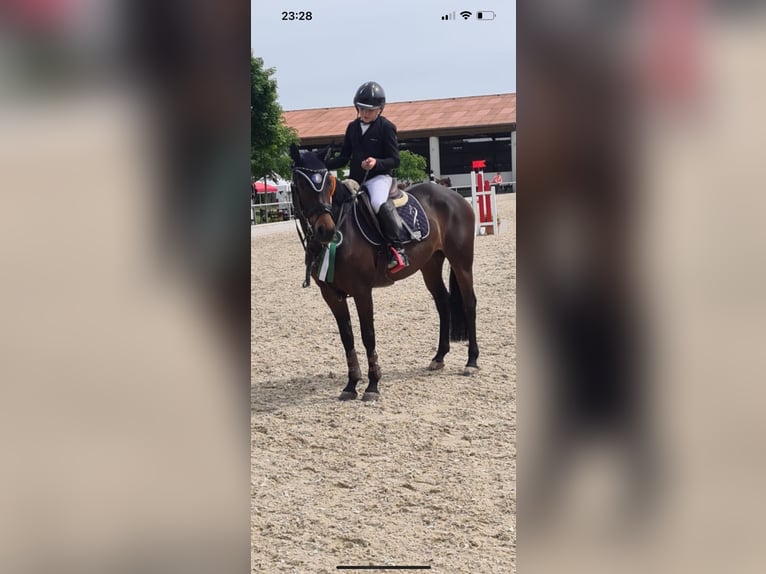 Duitse rijpony Merrie 13 Jaar 147 cm Donkerbruin in Cadolzburg