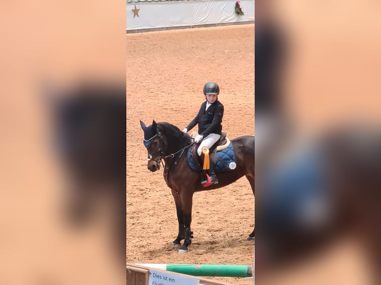 Duitse rijpony Merrie 13 Jaar 147 cm Donkerbruin in Zirndorf