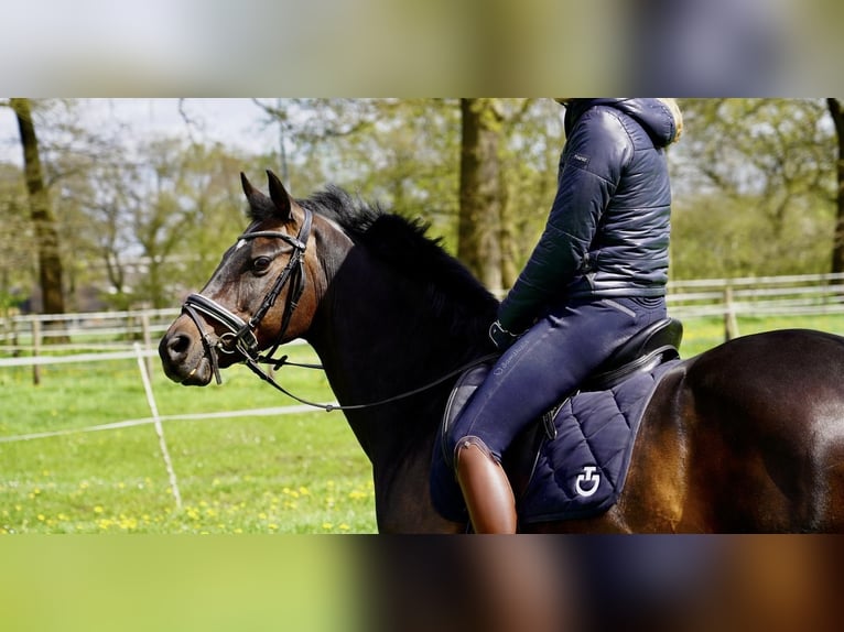 Duitse rijpony Merrie 13 Jaar 147 cm Donkerbruin in Schenefeld