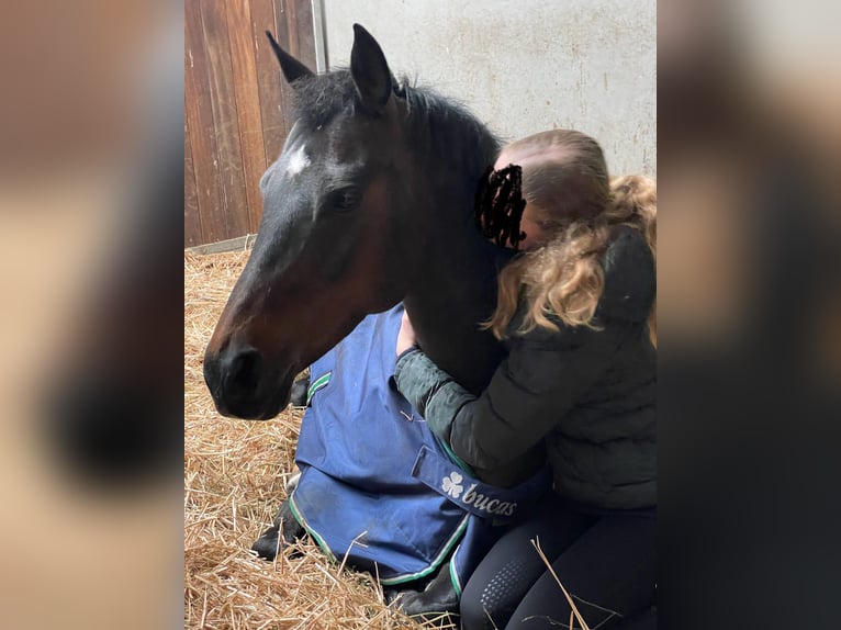 Duitse rijpony Merrie 13 Jaar 147 cm Donkerbruin in Schenefeld