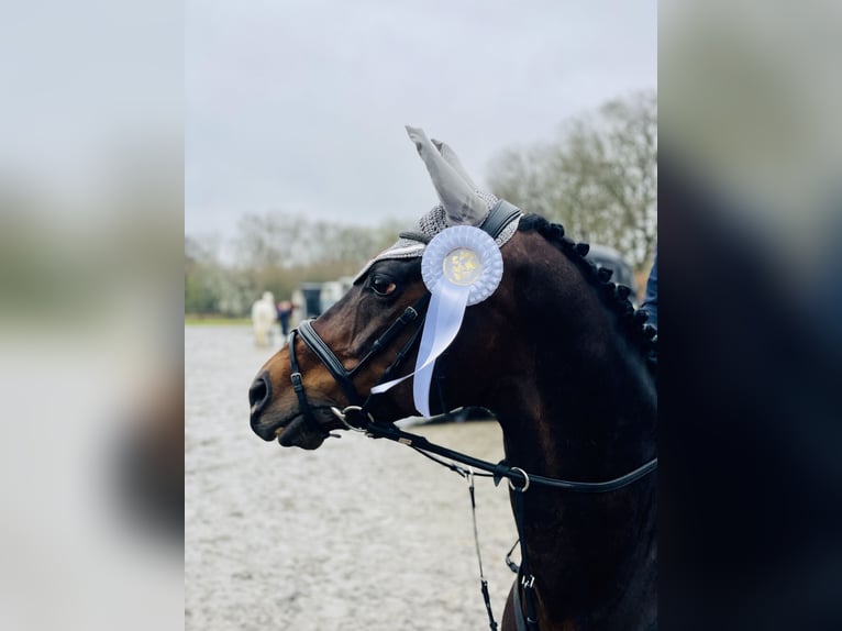 Duitse rijpony Merrie 13 Jaar 147 cm Donkerbruin in Schenefeld