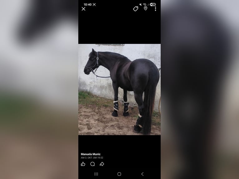 Duitse rijpony Merrie 13 Jaar 147 cm in Born am Darß