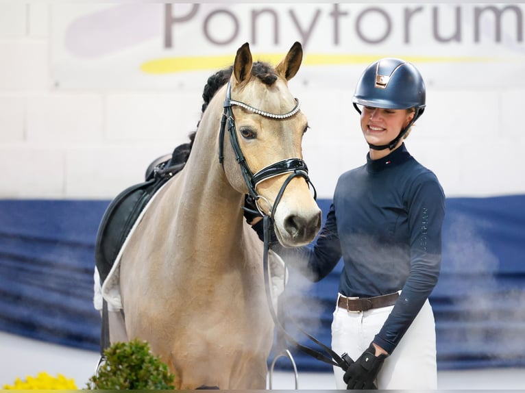 Duitse rijpony Merrie 13 Jaar 147 cm Falbe in Marsberg