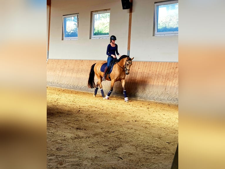 Duitse rijpony Merrie 13 Jaar 147 cm Falbe in Much