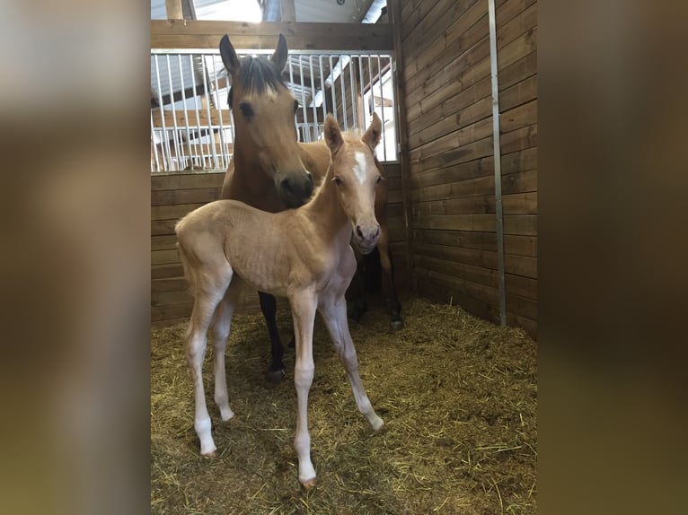 Duitse rijpony Merrie 13 Jaar 147 cm Falbe in Much