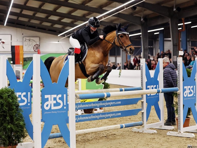 Duitse rijpony Merrie 13 Jaar 148 cm Bruin in Goch