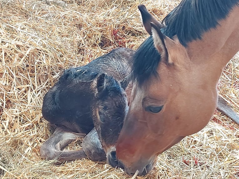 Duitse rijpony Merrie 13 Jaar 148 cm Buckskin in Altheim (Alb)