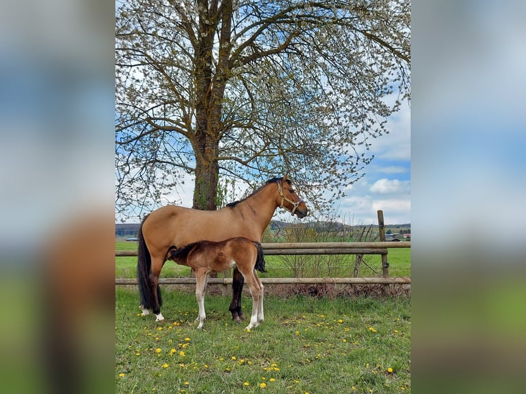 Duitse rijpony Merrie 13 Jaar 148 cm Buckskin in Altheim (Alb)