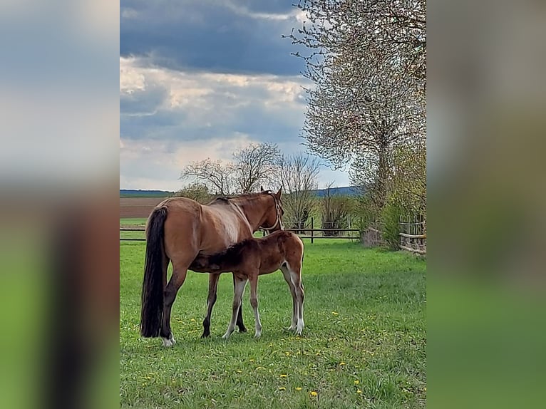 Duitse rijpony Merrie 13 Jaar 148 cm Buckskin in Altheim (Alb)