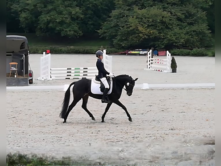 Duitse rijpony Merrie 13 Jaar 148 cm Donkerbruin in Aspach