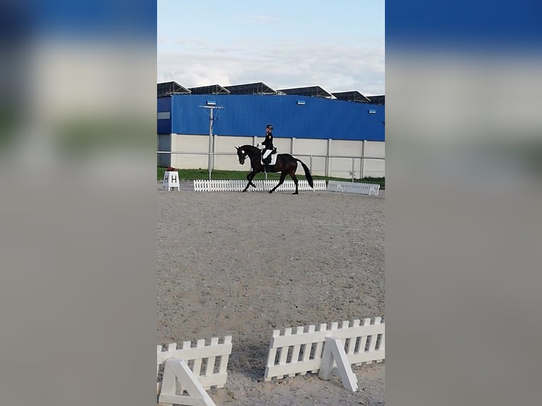 Duitse rijpony Merrie 13 Jaar 148 cm Donkerbruin in Aspach