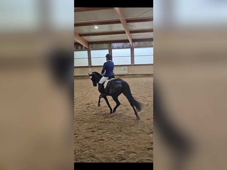 Duitse rijpony Merrie 13 Jaar 148 cm Donkerbruin in Aspach