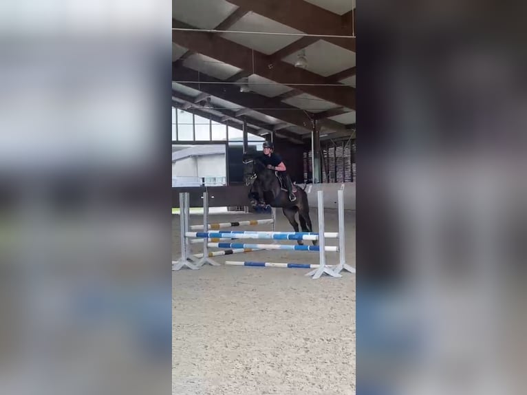 Duitse rijpony Merrie 13 Jaar 148 cm Donkerbruin in Aspach