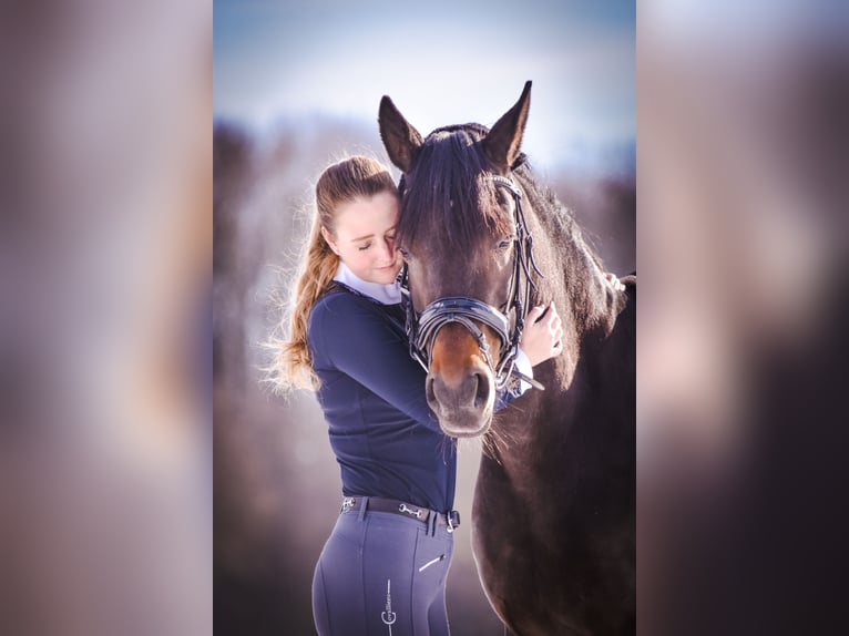 Duitse rijpony Merrie 13 Jaar 148 cm Donkerbruin in Münster