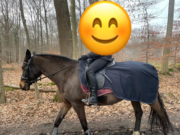 Duitse rijpony Merrie 13 Jaar 148 cm Donkerbruin in Münster