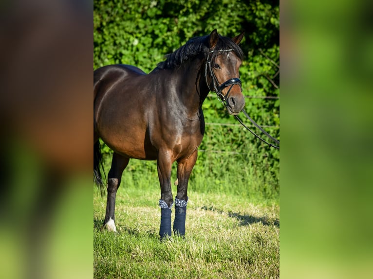 Duitse rijpony Merrie 13 Jaar 148 cm Donkerbruin in Münster