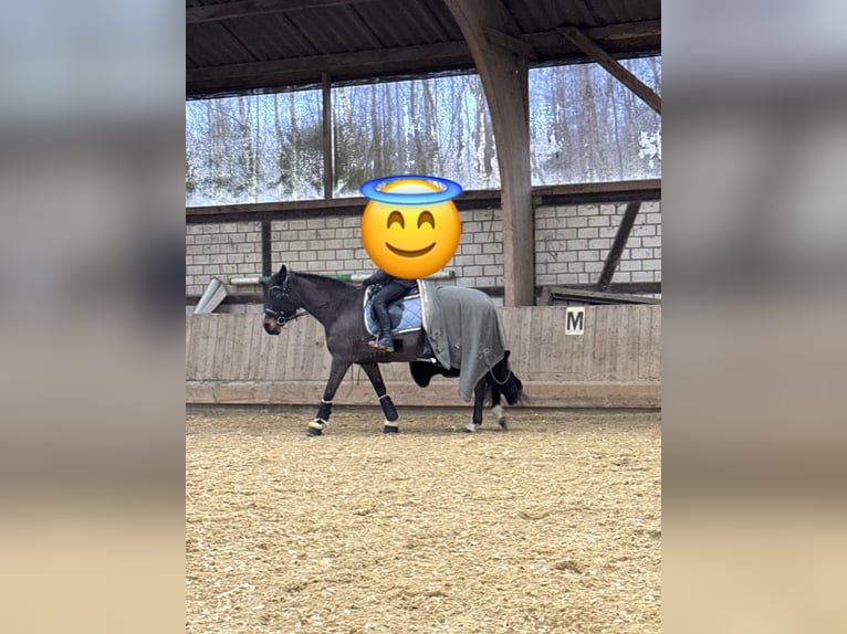 Duitse rijpony Merrie 13 Jaar 148 cm Donkerbruin in Münster