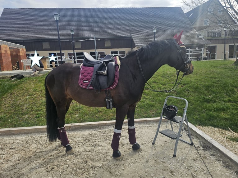 Duitse rijpony Merrie 13 Jaar 148 cm Donkerbruin in Aspach