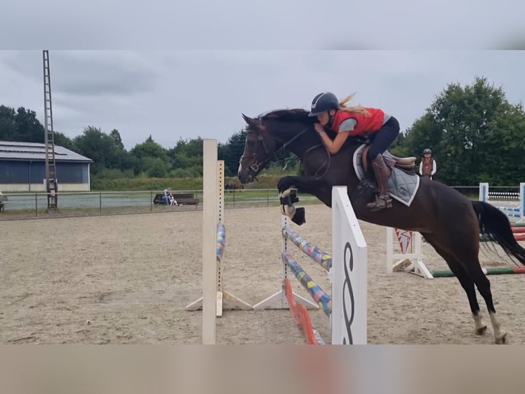 Duitse rijpony Merrie 13 Jaar 148 cm Donkerbruin in Freienwill