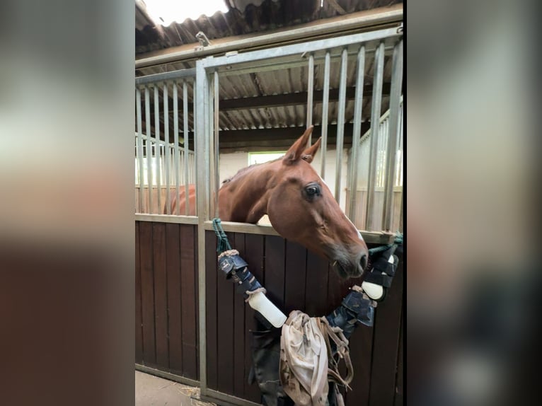 Duitse rijpony Merrie 13 Jaar 148 cm Donkere-vos in Ahrensburg