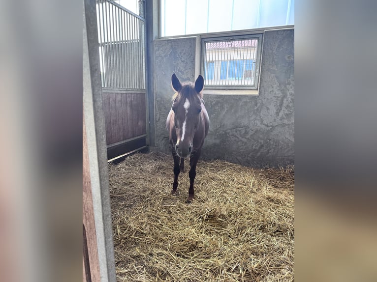 Duitse rijpony Merrie 13 Jaar 148 cm Donkere-vos in Ahrensburg