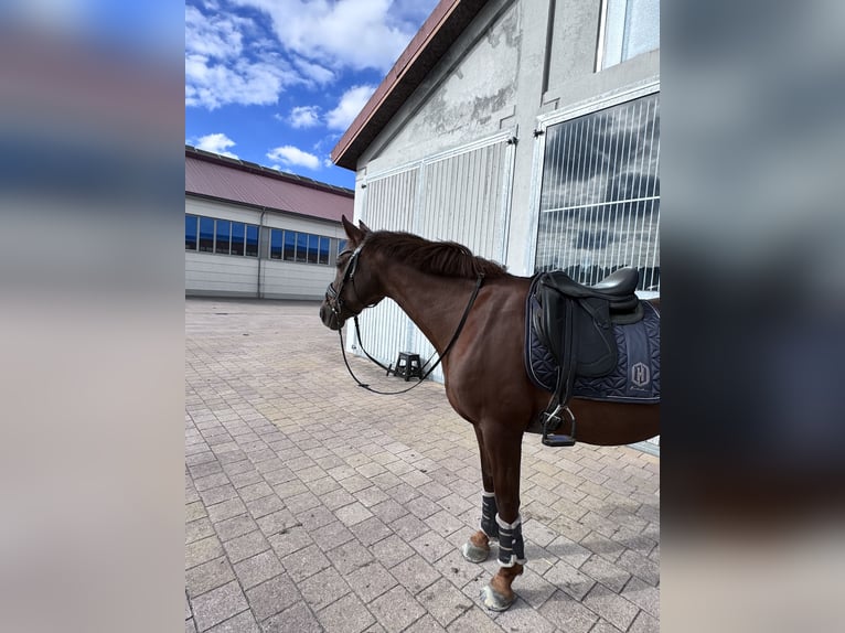 Duitse rijpony Merrie 13 Jaar 148 cm Donkere-vos in Ahrensburg