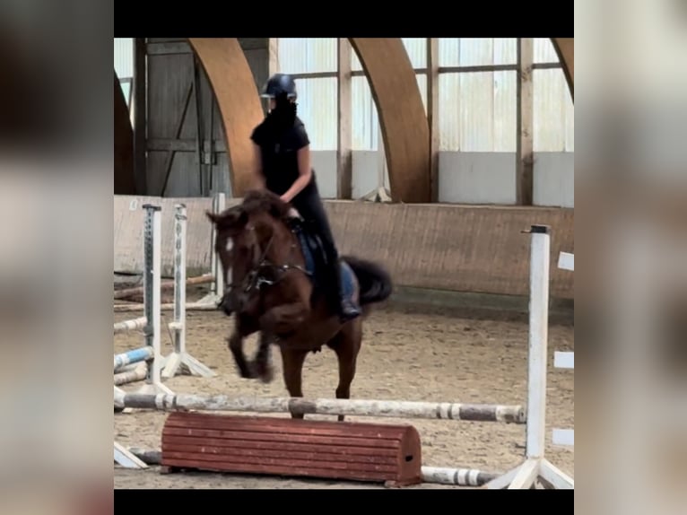 Duitse rijpony Merrie 13 Jaar 148 cm Donkere-vos in Ahrensburg