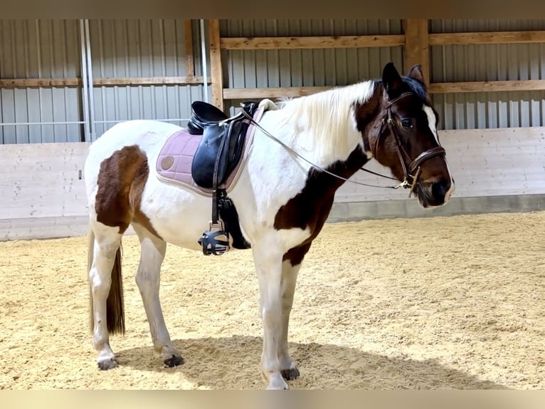 Duitse rijpony Merrie 13 Jaar 148 cm Gevlekt-paard in Eberhardzell